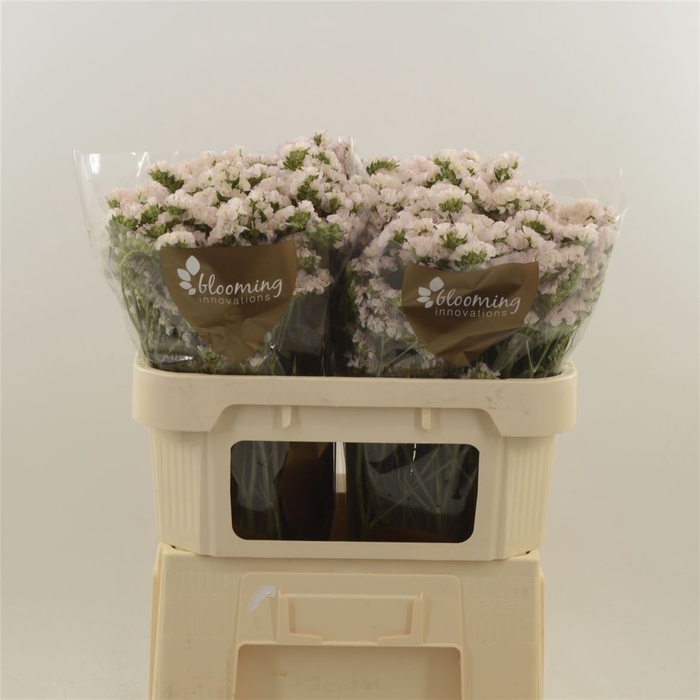 <h4>Statice Apricot Sun Birds | Heavy Quality</h4>