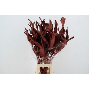 DF Strelitzia Leaf Bordeaux