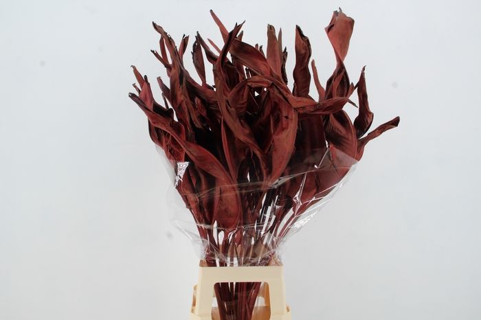 <h4>DF Strelitzia Leaf Bordeaux</h4>