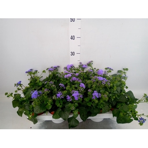 Ageratum hous.   ...