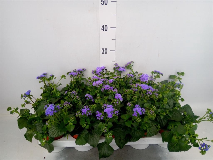 <h4>Ageratum hous.   ...</h4>