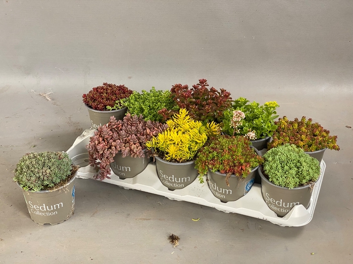 SEDUM GEM