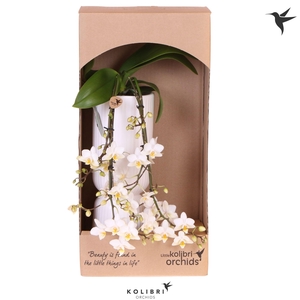 Kolibri Orchids Phalaenopsis Victoria Fall in Diabolo fall white in showbox