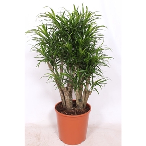 Dracaena Anita