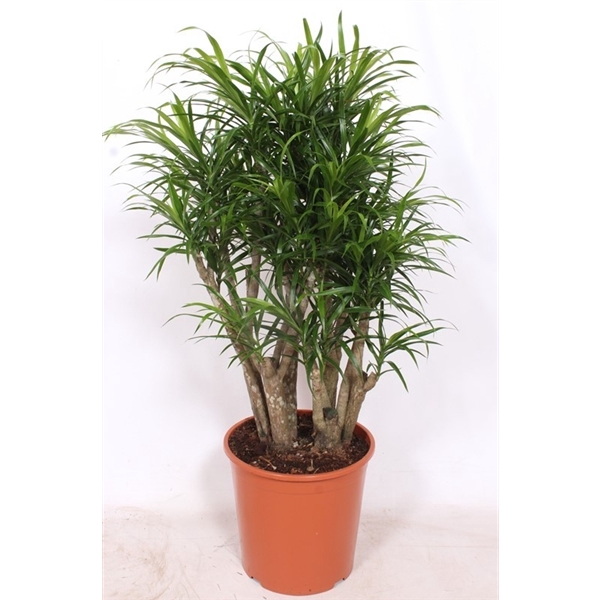 <h4>Dracaena Anita</h4>