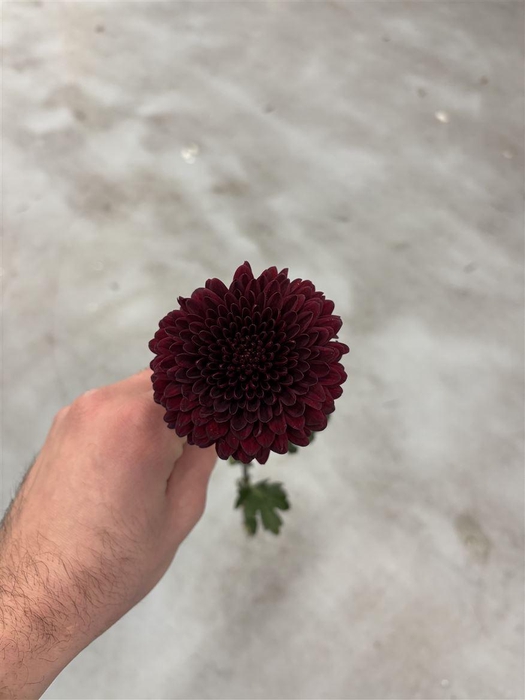 <h4>Chrys Ganache</h4>