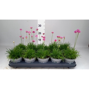 Armeria maritima