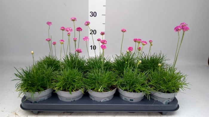 <h4>Armeria maritima</h4>