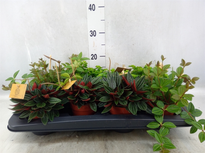 <h4>Peperomia   ...mix</h4>