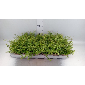 Ficus pumila 'White Sunny'