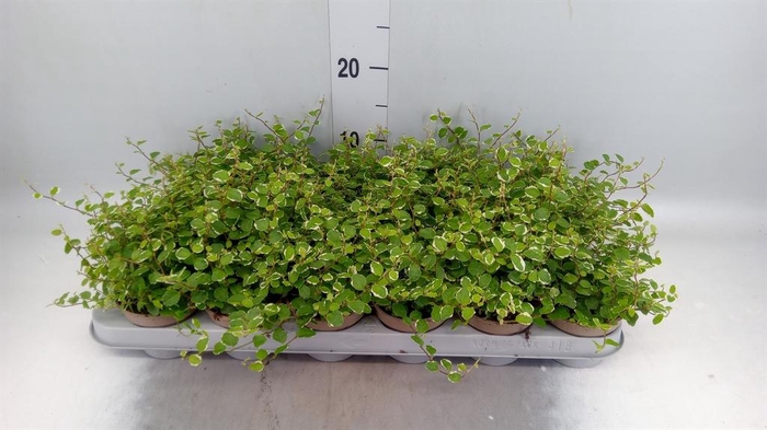 <h4>Ficus pumila 'White Sunny'</h4>