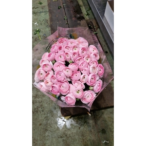 RAN CLONI SUPER LADY