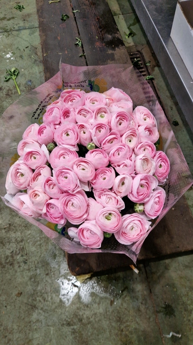 <h4>RAN CLONI SUPER LADY</h4>