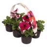 <h4>6 pack paars  wit</h4>