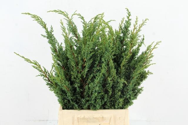 <h4>TAXUS B FAS AUREA</h4>