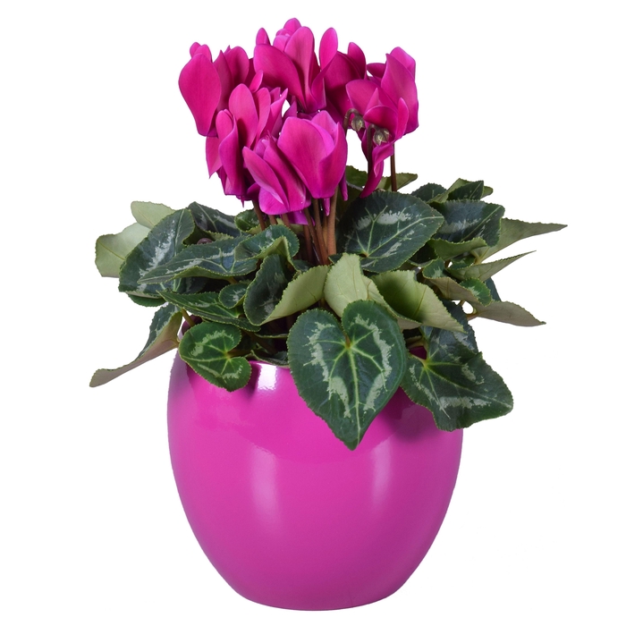 <h4>Cyclamen paars in "Lisa" keramiek</h4>