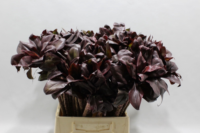 <h4>CORDYLINE COMPACTA BLACK 50 CM</h4>