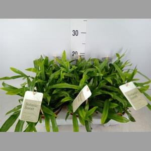 Microsorum diversifolium