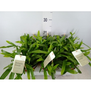 Microsorum diversifolium