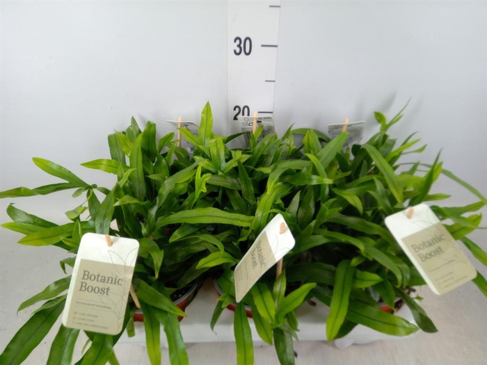 <h4>Microsorum diversifolium</h4>