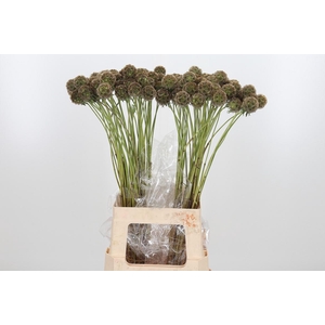 Scabiosa Stell Zaaddoos