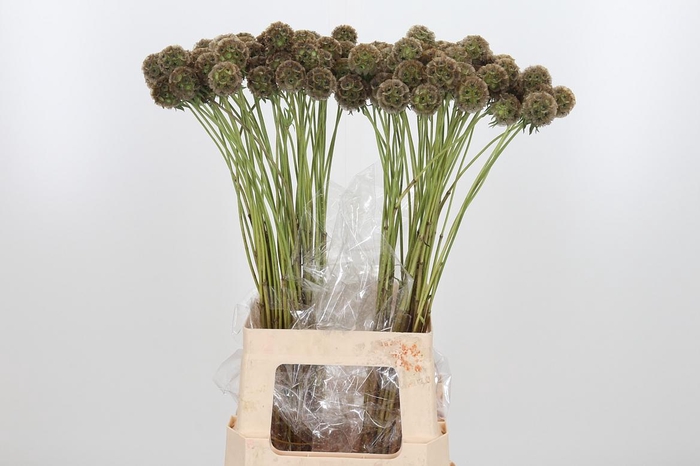 <h4>Scabiosa Stell Zaaddoos</h4>