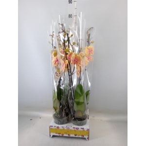 Phalaenopsis   ...orange