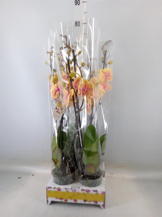 <h4>Phalaenopsis   ...orange</h4>