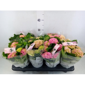Hydrangea mac. 'Magical Revolution'