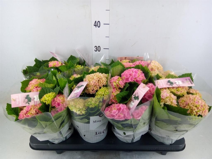 <h4>Hydrangea mac. 'Magical Revolution'</h4>