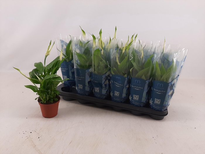 <h4>SPATH CHOPIN</h4>