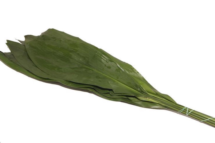 <h4>Aspidistra 80 Cm WBE</h4>