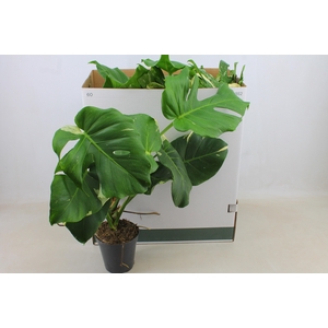 MONSTERA DEL THAI CO