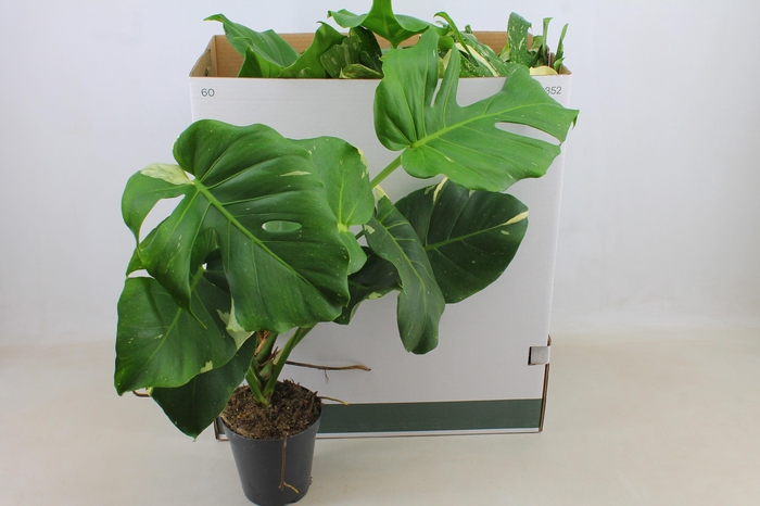 <h4>MONSTERA DEL THAI CO</h4>
