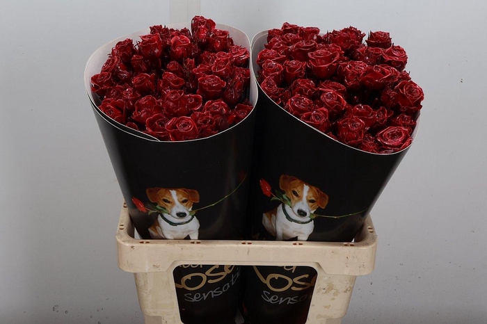 <h4>Wax-Rozen Wax Tros Bordeaux</h4>