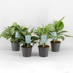 Aglaonema   ...mix