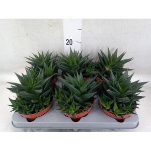 Haworthia limifolia