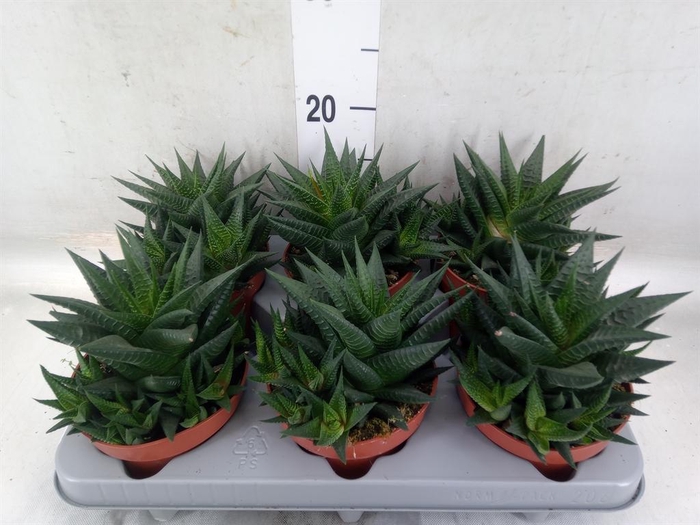 <h4>Haworthia limifolia</h4>
