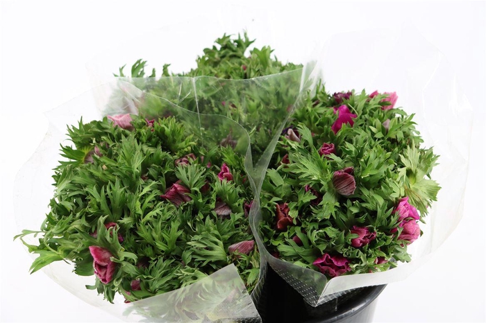 <h4>Anem Marianne Orchid</h4>