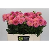 Dahlia Esli