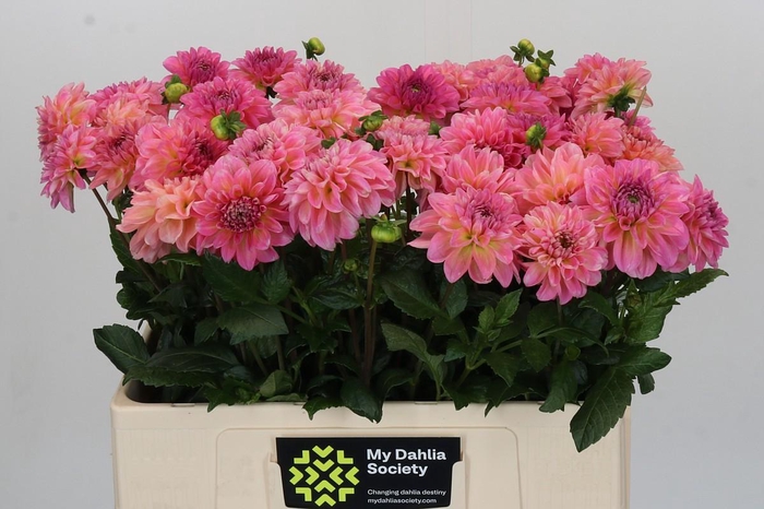 Dahlia Esli