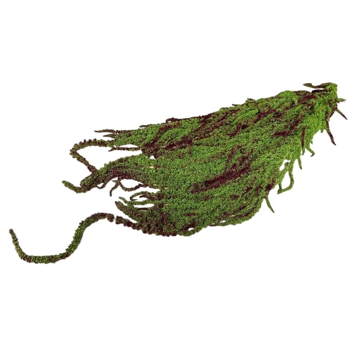 <h4>Dried flowers Amaranthus hanging 70cm x5</h4>