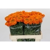 Tagetes Marigold Promise Orange