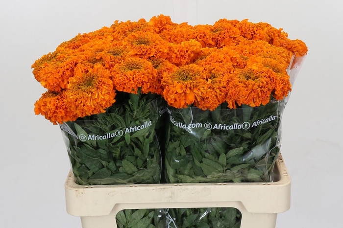 Tagetes Marigold Promise Orange