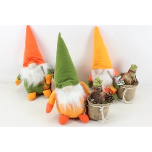 arr4 Amaryllis MB - Gnome x5 mix