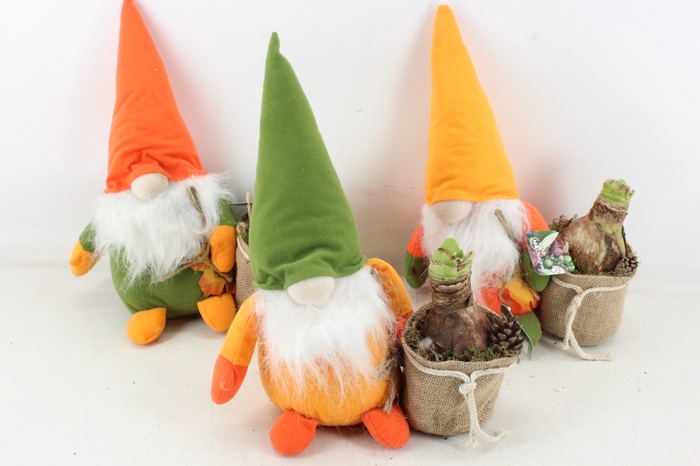 <h4>arr4 Amaryllis MB - Gnome x5 mix</h4>