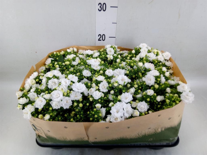 <h4>Campanula   ...</h4>