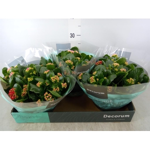 Kalanchoe blos.   ..rosebud mix/pot