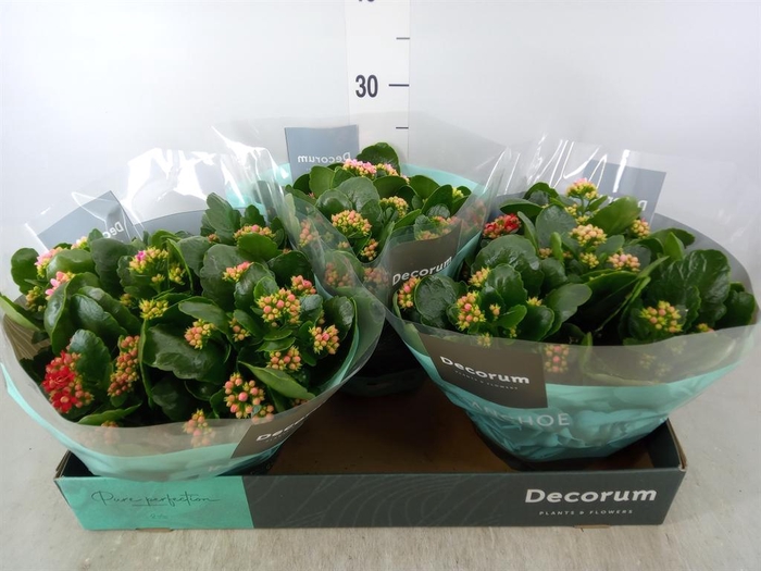 <h4>Kalanchoe blos.   ..rosebud mix/pot</h4>