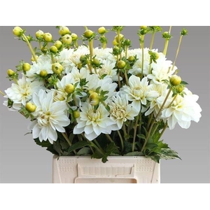 DAHLIA DE 'WHITE ONESTA'
